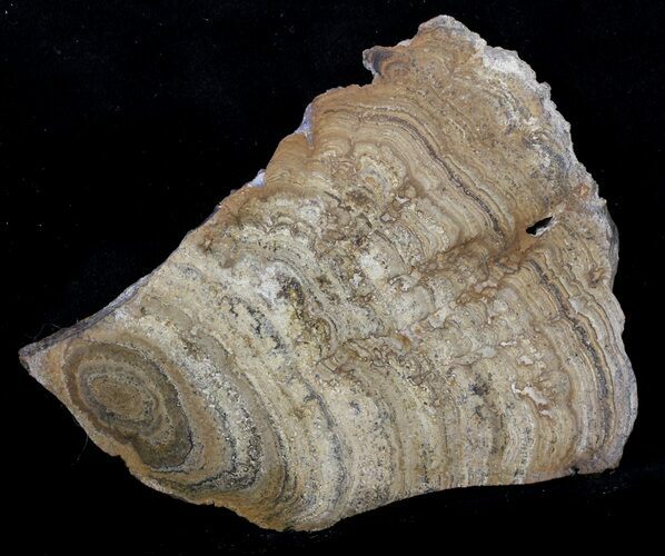Polished Miocene Stromatolite (Chlorellopsis) - Crimea #57570